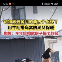 听说又薅羊毛，第一次见薅妞毛的