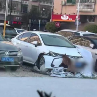 车主鸣笛驱赶拦路狗 结果车被狗拆了