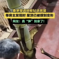 房主回家惊呆了：春笋顶破地面，直穿屋顶