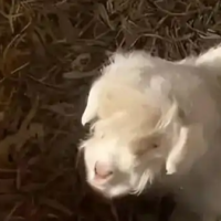 “装死羊”身价已飙升至30万