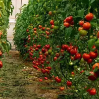 暴涨近10倍 西红柿价格为何走高