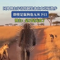 大哥这身装备，草原肛肠科主任看了都流泪