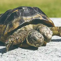 男子饲养“双头龟” 吃饭都像在吵架