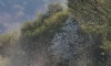 新疆北湾一巴掌能拍死100多只蚊子