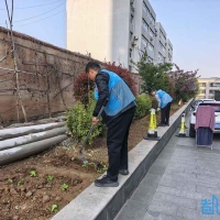 铲除违规菜园 守住公共绿地
