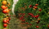 暴涨近10倍 西红柿价格为何走高