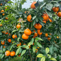 沃柑降价 从每斤10元到每斤1.5元