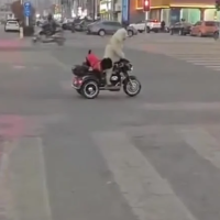 宠物狗骑电动车带另一只狗上街