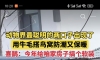 听说又薅羊毛，第一次见薅妞毛的